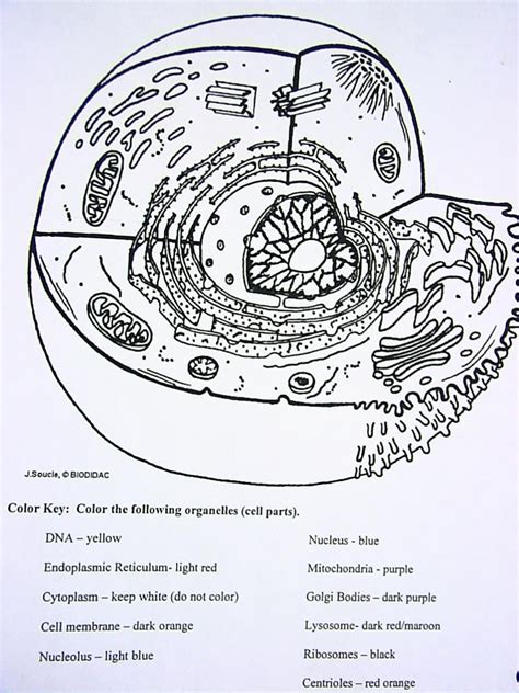Cell Organelles Coloring Answer Key