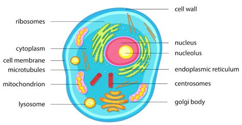 Cell Organelles Definition and Functions - With …