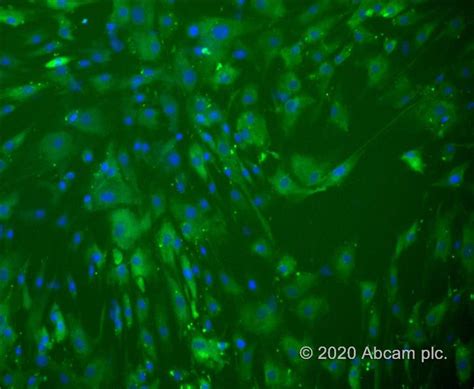 Cell Proliferation Staining Reagent - Green Fluorescence