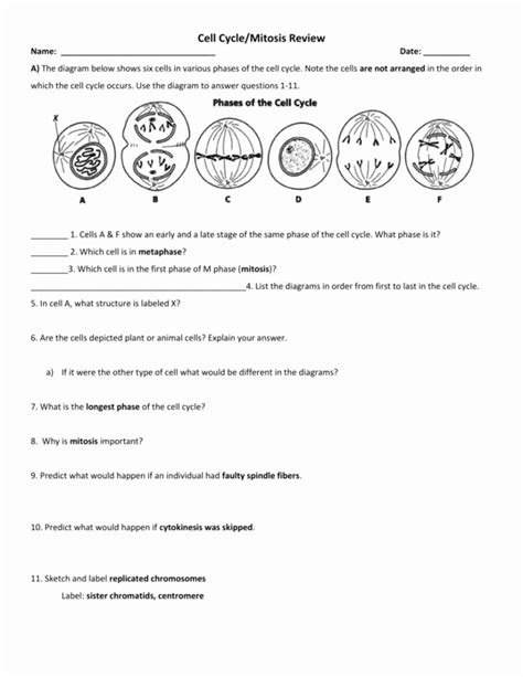 Cell Reproduction Worksheet Answers