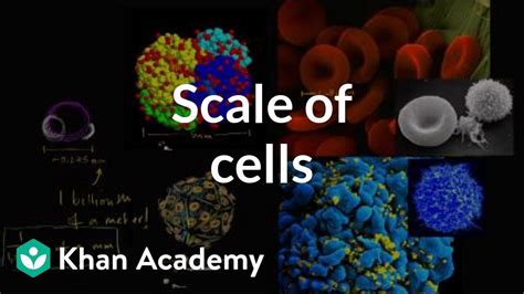 Cell Scale Comparison Single Cell Animation YouTube