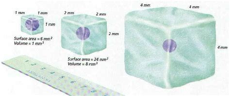 Cell Size - BIOLOGY JUNCTION