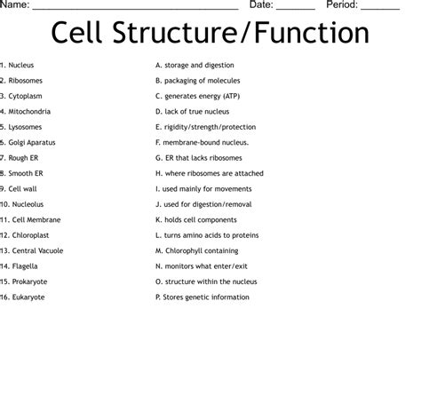 Cell Structure/Function Worksheet WordMint