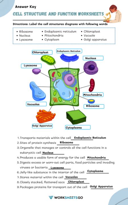 Cell Structure And Function Worksheet Nidecmege