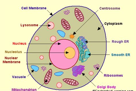 Cell Structure Scienceaid