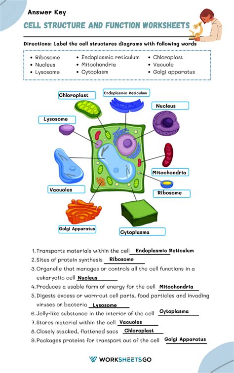 Cell Structure and Function Worksheet Answer Key