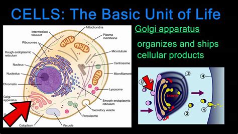 Cell The Fundamental Unit of Life HubPages