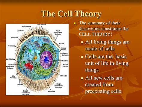 Cell Theory Cell Structure And Function Vocabulary Gambaran