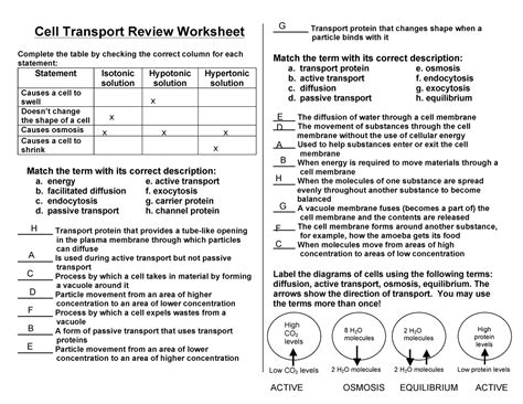 Cell Transport Review Worksheet Answers