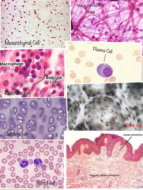 Cell and Tissue Biology School of Dentistry