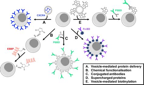 Cell augmentation strategies for cardiac