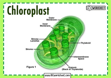 It is oval or biconvex, found within the mesophyll of the plant cell. The size of the chloroplast usually varies between 4-6 µm in diameter and 1-3 µm in thickness. They are double-membrane organelle with the presence of outer, inner and intermembrane space. There are two distinct regions present inside a chloroplast known as the grana and ... . 