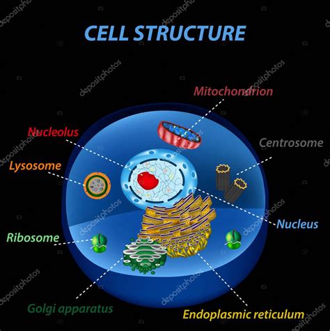 Cell core. The science behind the supplements is what sets us apart. 