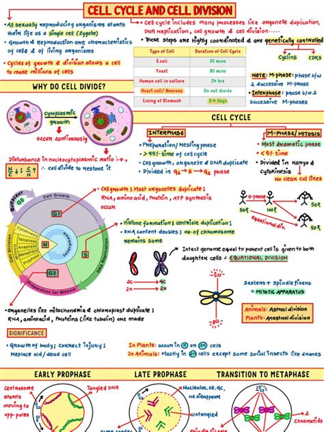 Cell cycle and cell division pdf notes.  Sep 27, 2024 · Cell Cycle and Di...