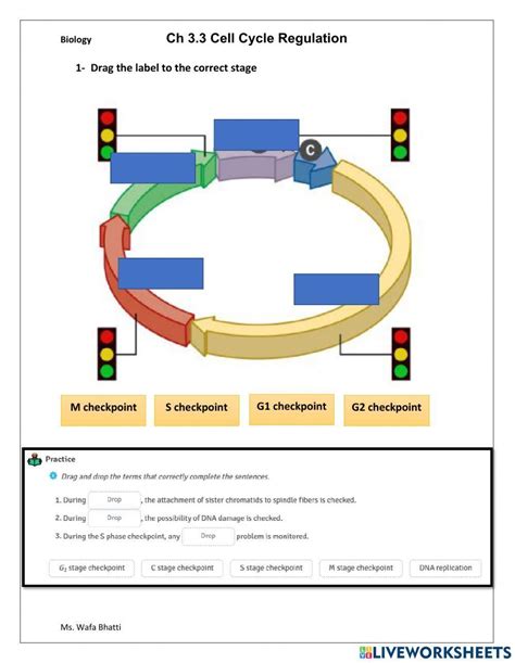 Cell cycle regulation exercise Live Worksheets Worksheets Library