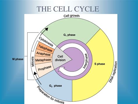 Cell energy and Cell Cycle powerpoint docx