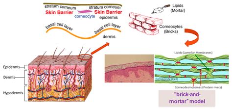Cell is to tissue as brick is to _______.. The stratum corneum is the outermost layer of the epidermis. Sometimes referred to as the horny layer of the skin, the stratum corneum is composed mainly of lipids (fats) and keratin, the protein comprising human hair and nails, as well as structures such as horns, hooves, and claws of animals. As such, the stratum corneum primarily functions ... 