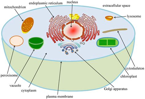 Cell locations - Xilinx