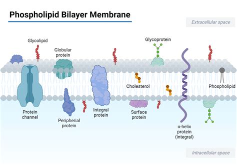 Cell membrane phospholipid bilayer.  Most distinct cell types arise from a singl...