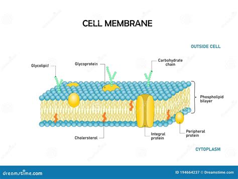 Cell membrane phospholipid bilayer.  Usually microscopic in size, cells are...