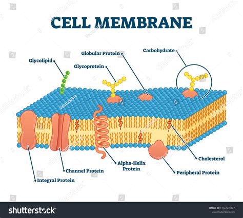 Cell membrane with labeled educational structure scheme vector