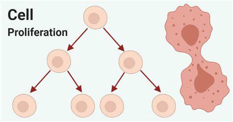 Cell proliferation- Definition, assay, differentiation ...