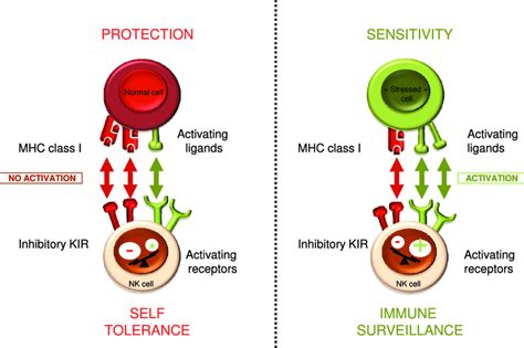 Cell recognition & antigens (AQA A-level Biology) - TES