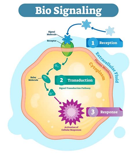 Cell signal. Signal transduction is the process by which a chemical or physical signal is transmitted through a cell as a series of molecular events. Most commonly, protein phosphorylation is catalyzed by protein kinases, ultimately resulting in a cellular response. Proteins responsible for detecting stimuli are generally termed receptors, although in some ... 