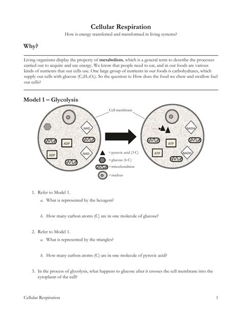 Cell size pogil answer key. During which phase does the size of the cell increase? During which phase does the number of cells increase? 2 POGIL™ Activities for High School Biology. Considering your answer to Questions 3 and 4, identify two ways that the growth of an organ- ism can be accomplished through the events of the cell cycle. 