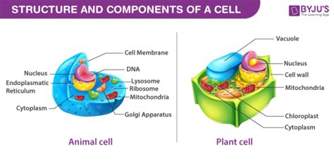 Cell structure and organisation