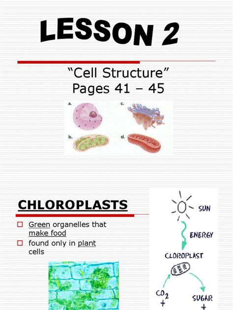 Cell structures lesson2
