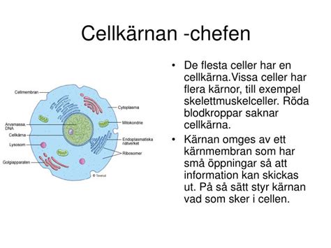 Cellkärna funktion
