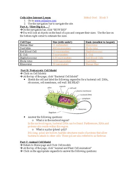 Cells Alive Worksheet Answer Key Pdf