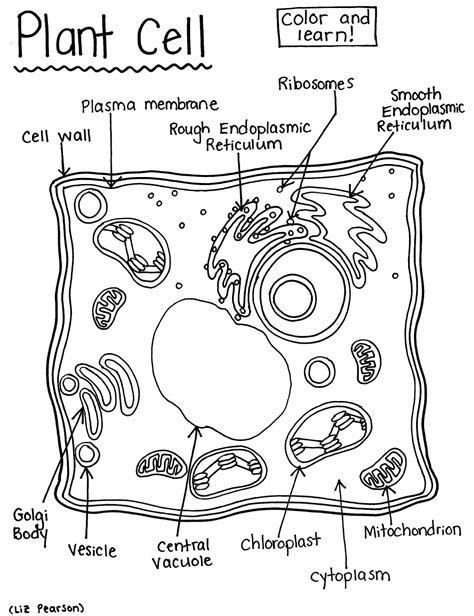 Cells Coloring Page