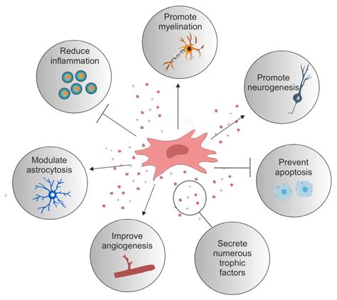 Cells Free Full-Text Mesenchymal Stem/Stromal Cells Derived …