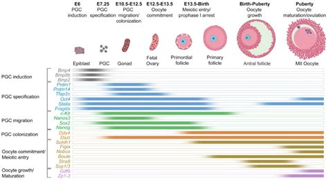Cells Free FullText Artificial Oocyte Development and Potential