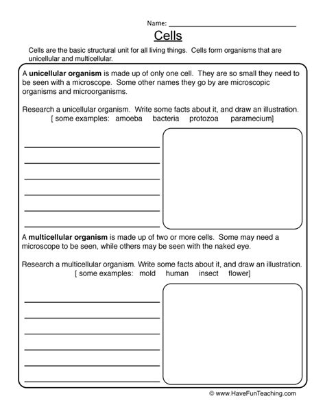 Cells Worksheet Have Fun Teaching