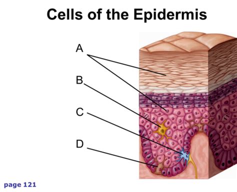 Cells and integument Flashcards Quizlet