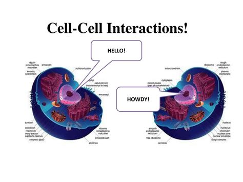 Cells can interact with other cells weegy. New answers. Rating. 3. emdjay23. Cells can interact with other cells that are nearby or within the same tissue. Log in for more information. Added 3/27/2021 12:32:49 AM. 