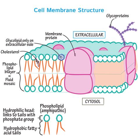 Cellular Membranes in Development