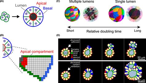 Cellular Potts Model SpringerLink