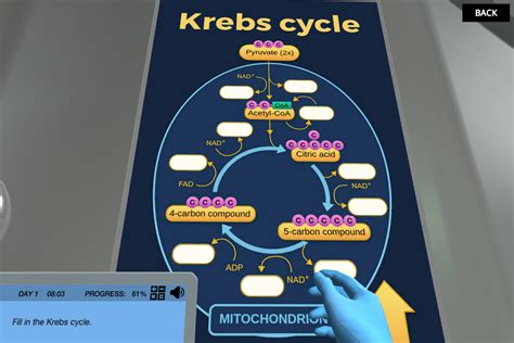 Cellular Respiration: The Krebs Cycle Labster Virtual …