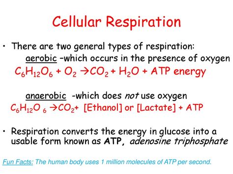 Cellular Respiration Formula Explained