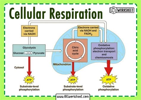 Cellular Respiration Process