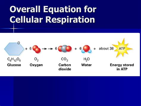 Cellular Respiration Process Equation
