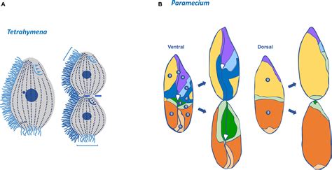 Cellular polarity in ciliates: persistence of global polarity in …