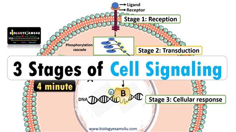 Cellular processes.  Typically, the signaling process involves three component...