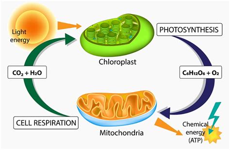 Cellular respiration and photosynthesis. Things To Know About Cellular respiration and photosynthesis. 