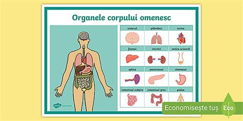 Celomul si organele corpului omenesc - Creeaza