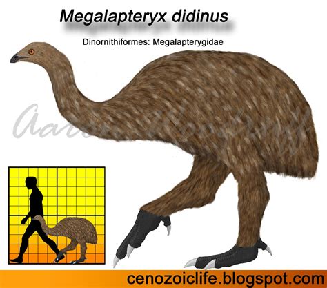 8.8: Cenozoic. Figure 8.8. 1: Paraceratherium, seen in t